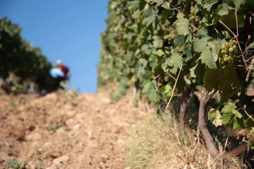 equipements-vinicole-min